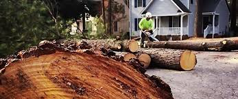Best Tree Health Inspection  in Warren, IN
