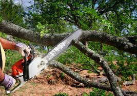 Best Fruit Tree Pruning  in Warren, IN